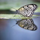 reflection butterfly