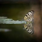 Reflection butterfly