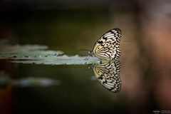 Reflection butterfly