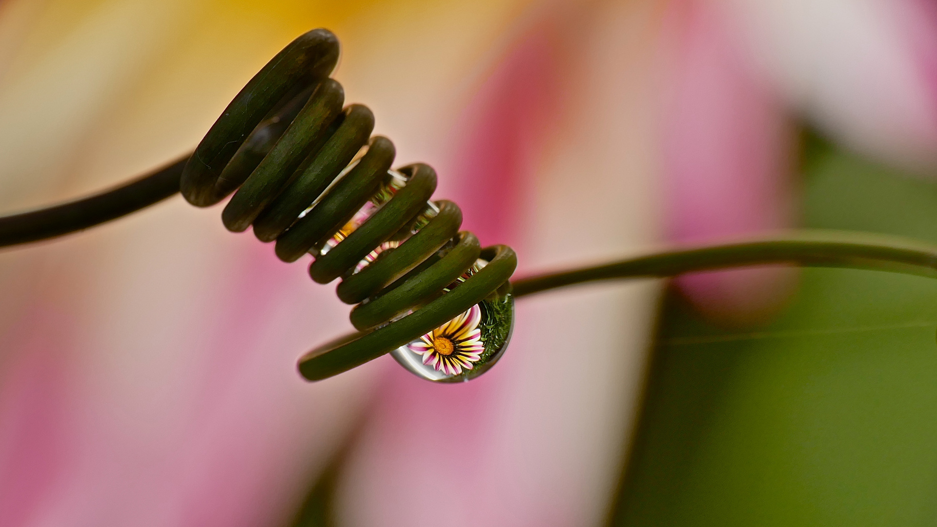 Reflection-Flower