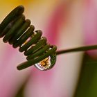 Reflection-Flower