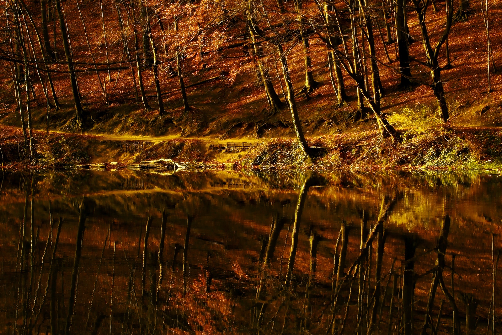 Reflection forest