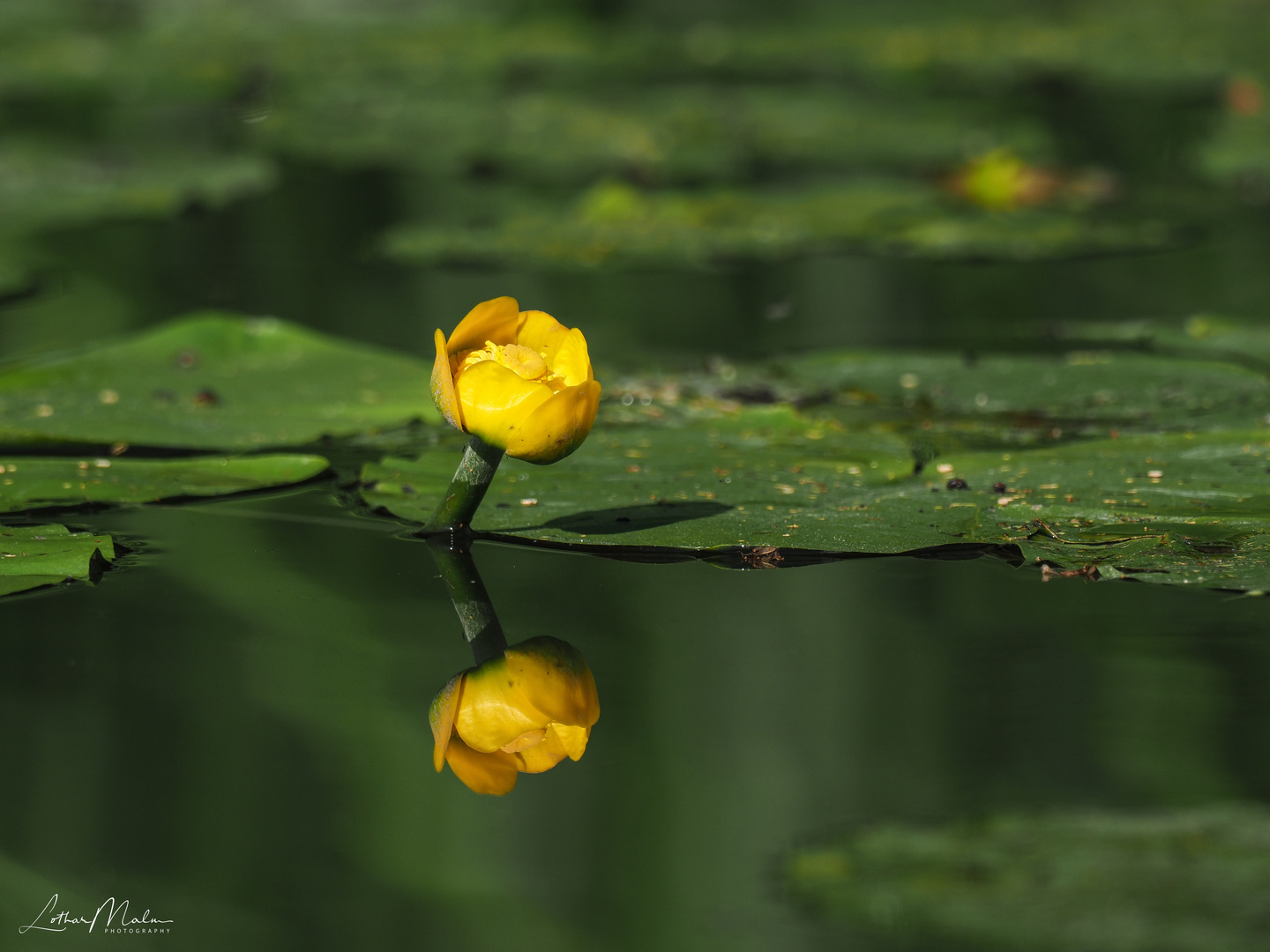 Reflection - Gelbe Teichrose (Nuphar lutea)