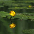 Reflection - Gelbe Teichrose (Nuphar lutea)