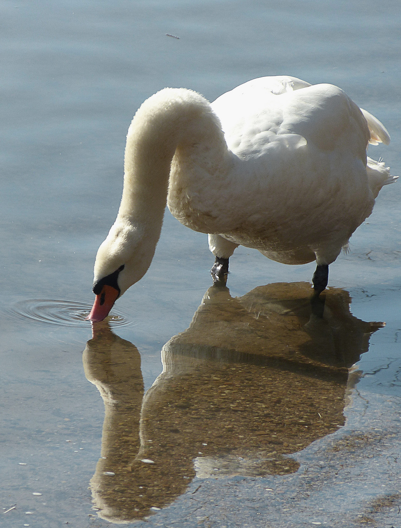 Reflection II