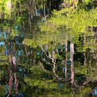 Reflection in the Millpond