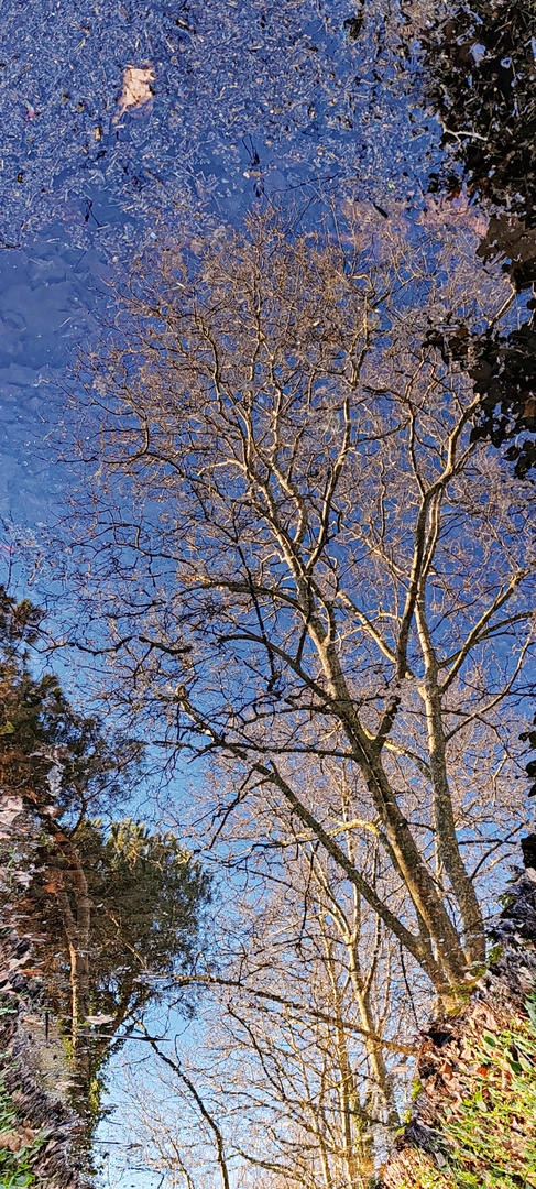 Reflection in water