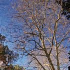 Reflection in water