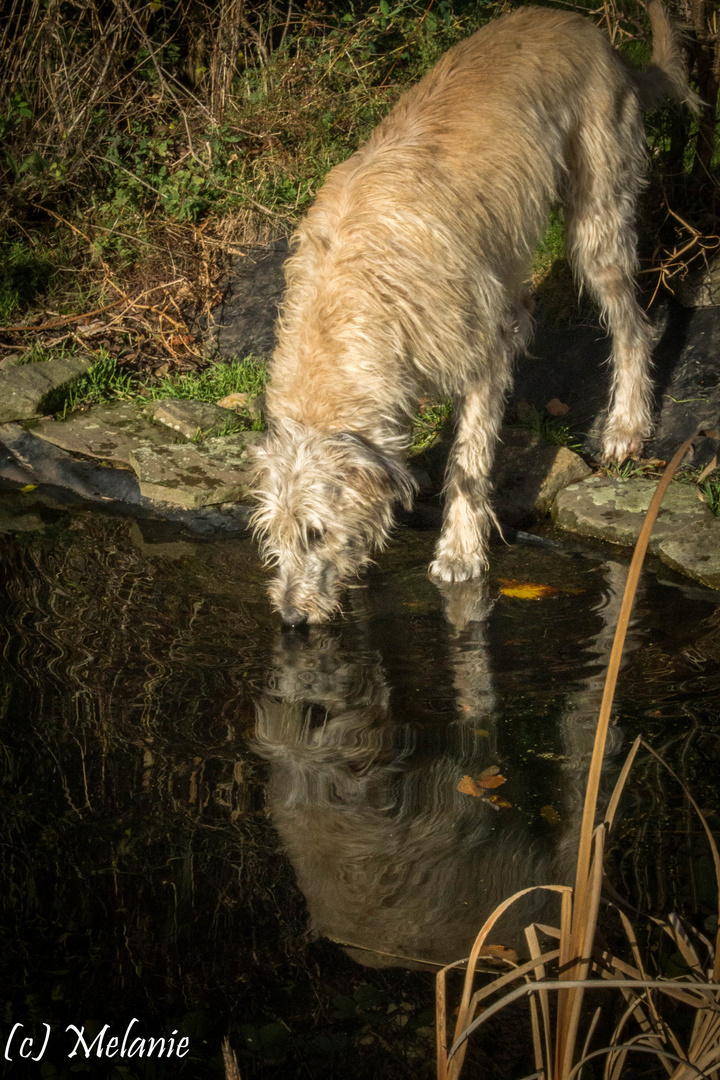 Reflection of a heart , Spiegelung eines Herzens