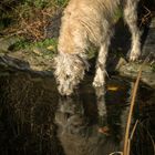 Reflection of a heart , Spiegelung eines Herzens