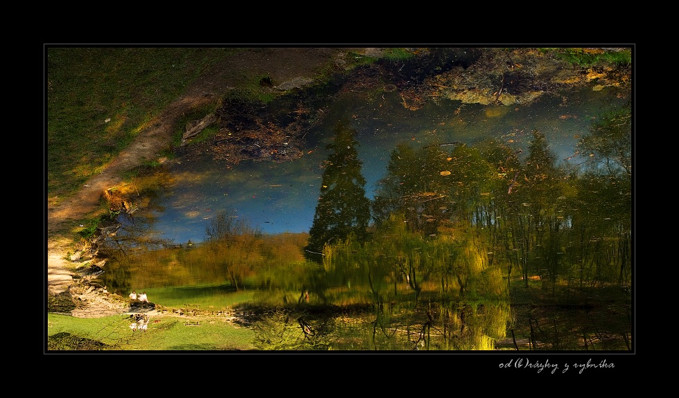 reflection of the Pond