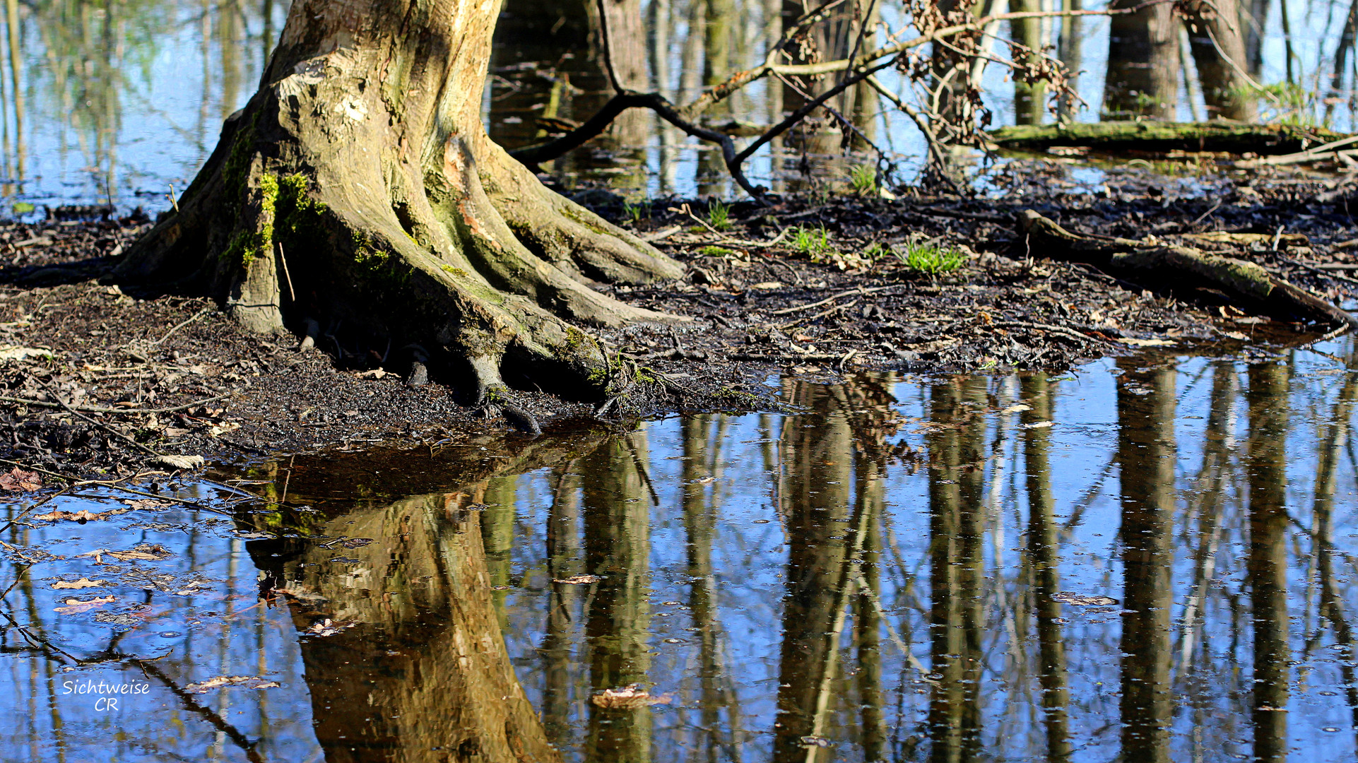 reflection of the roots