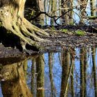 reflection of the roots