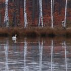 Reflection on the Ice