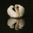 Reflection - Schwan