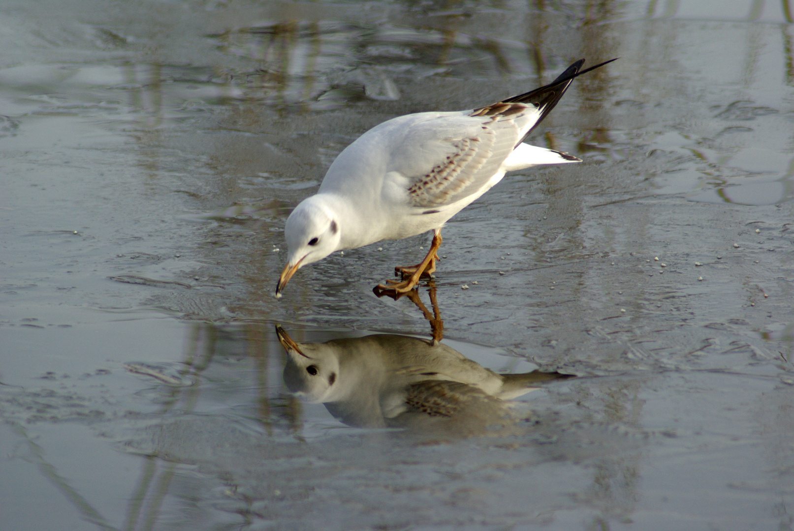 Reflections!