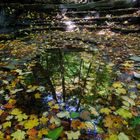 Reflections in a pool