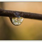 Reflections in a water drop.