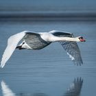 Reflections in Flight