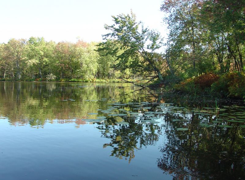 Reflections in Solitude