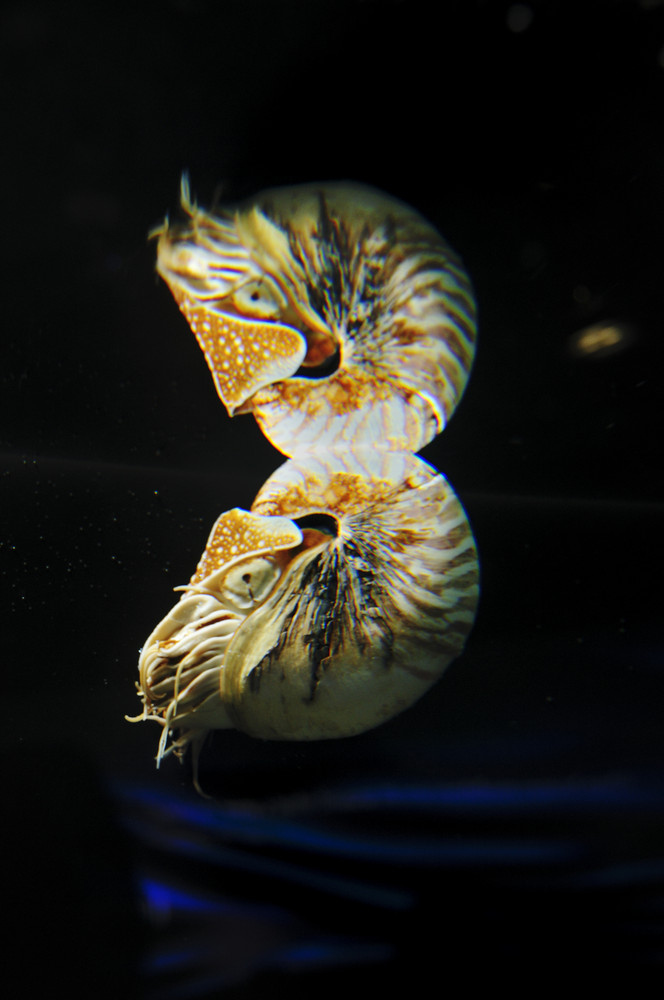 Reflections of a Nautilus