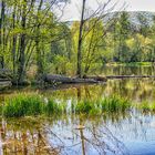 Reflections of nature (SK)