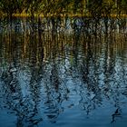 Reflections On Lake 1