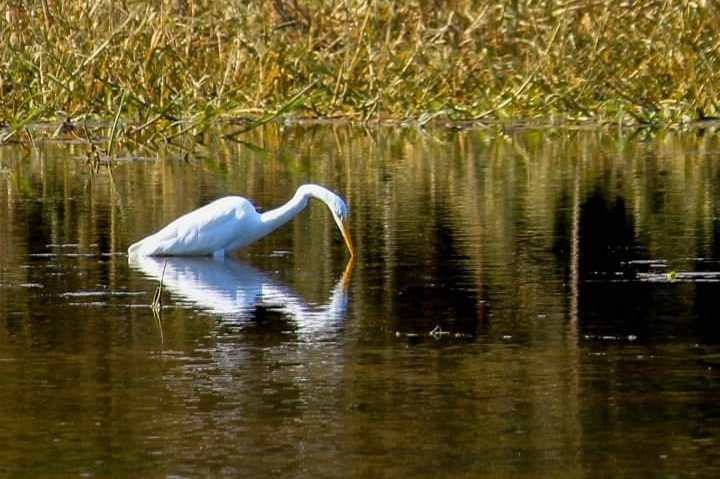 Reflejo