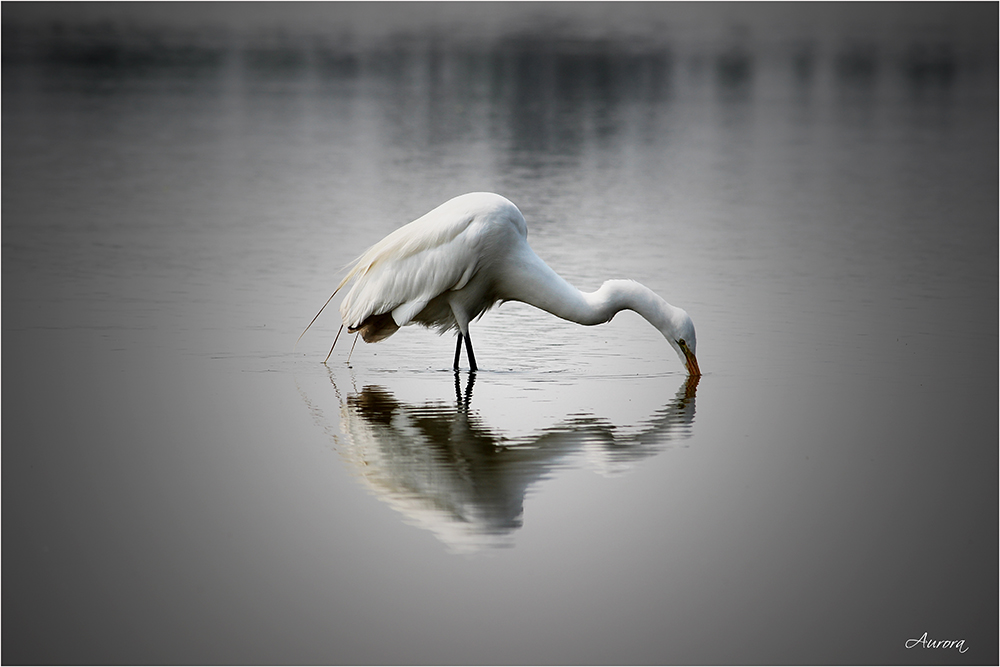 REFLEJO