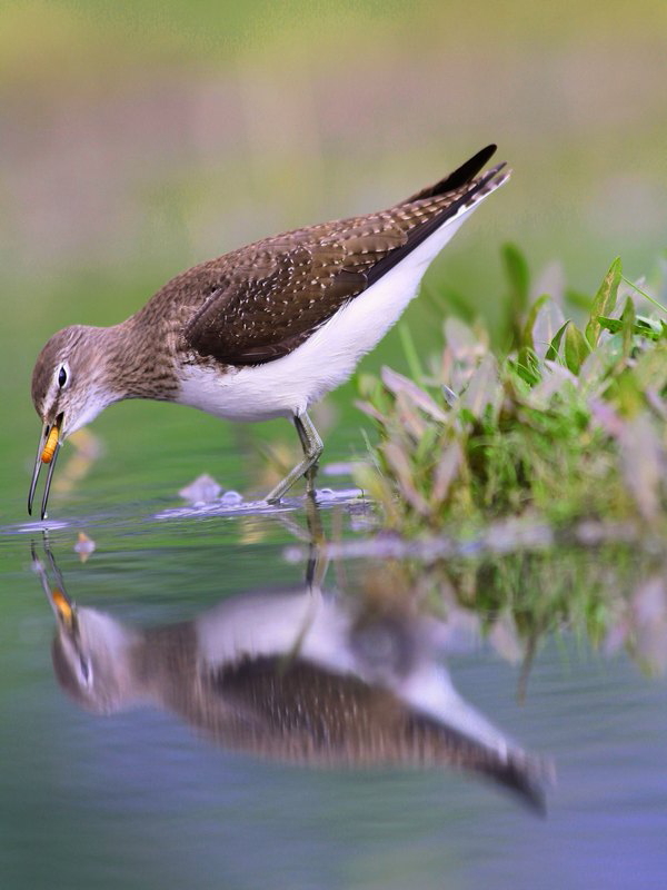 Reflejo