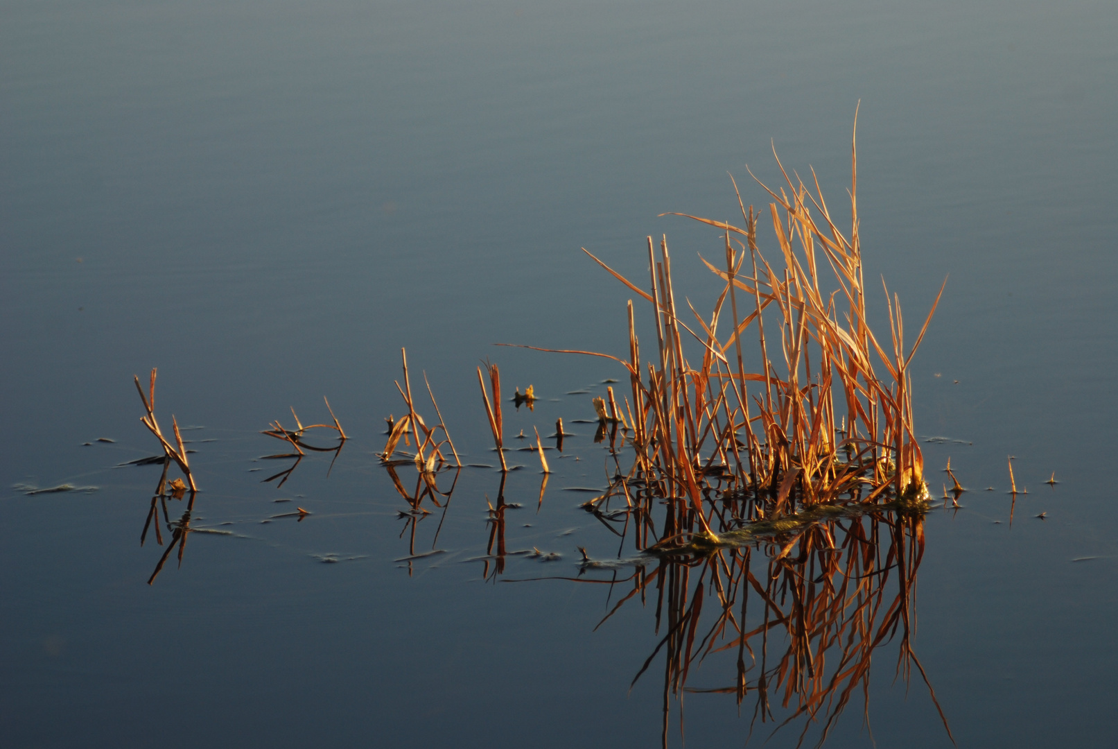 Reflejo