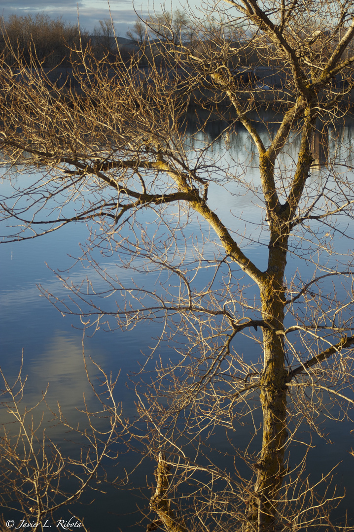 Reflejo