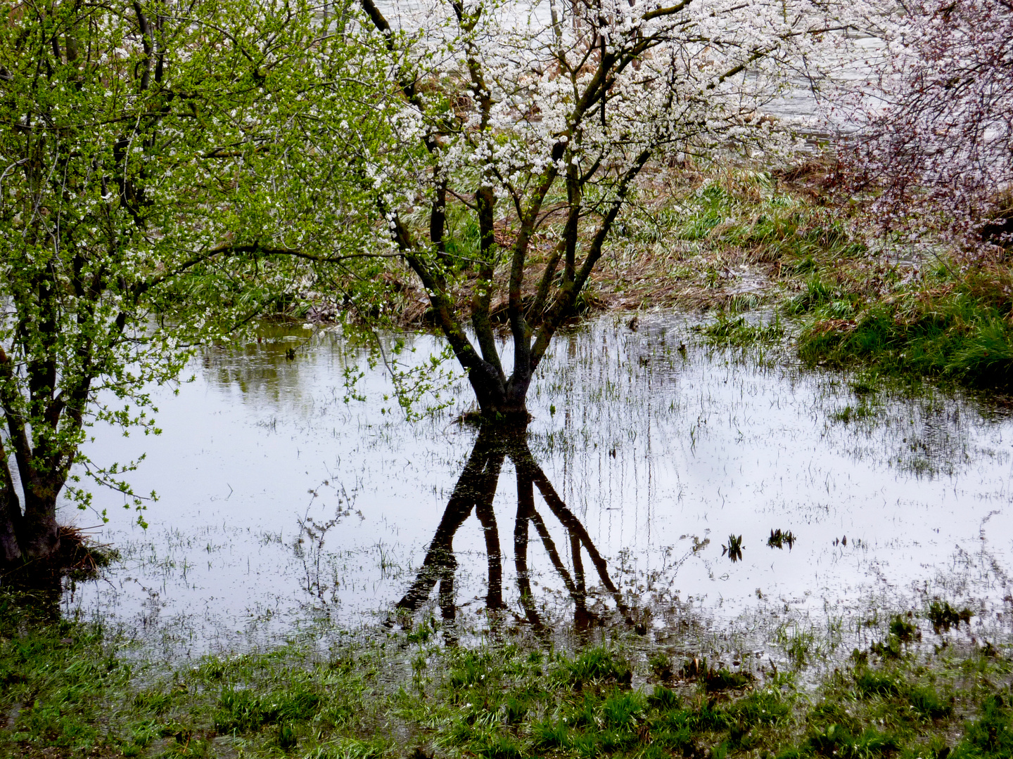 Reflejo