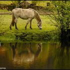 Reflejo caballuno / Reflection horsey