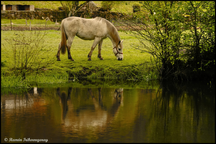 Reflejo caballuno / Reflection horsey