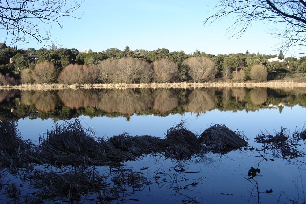 Reflejo