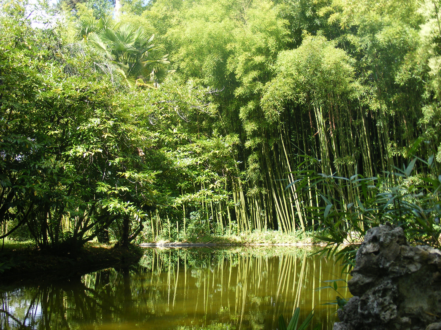 Reflejo de bambu