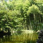 Reflejo de bambu