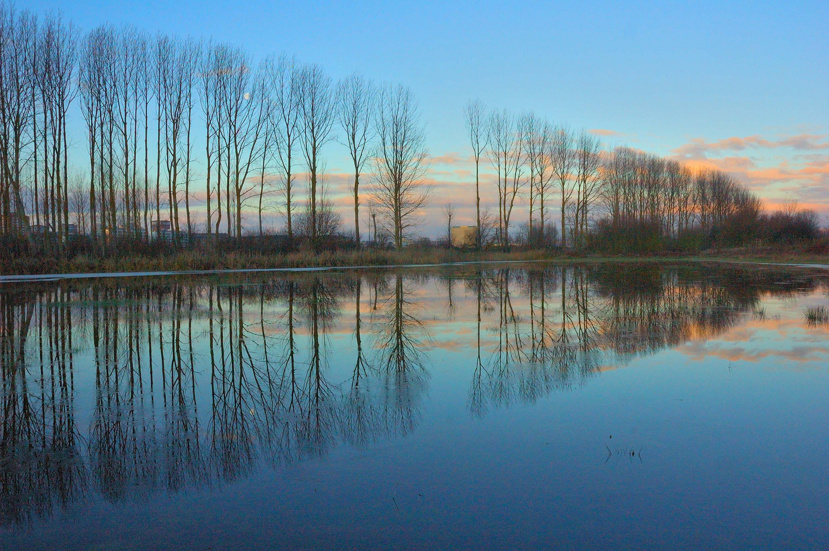 Reflejo de chopera