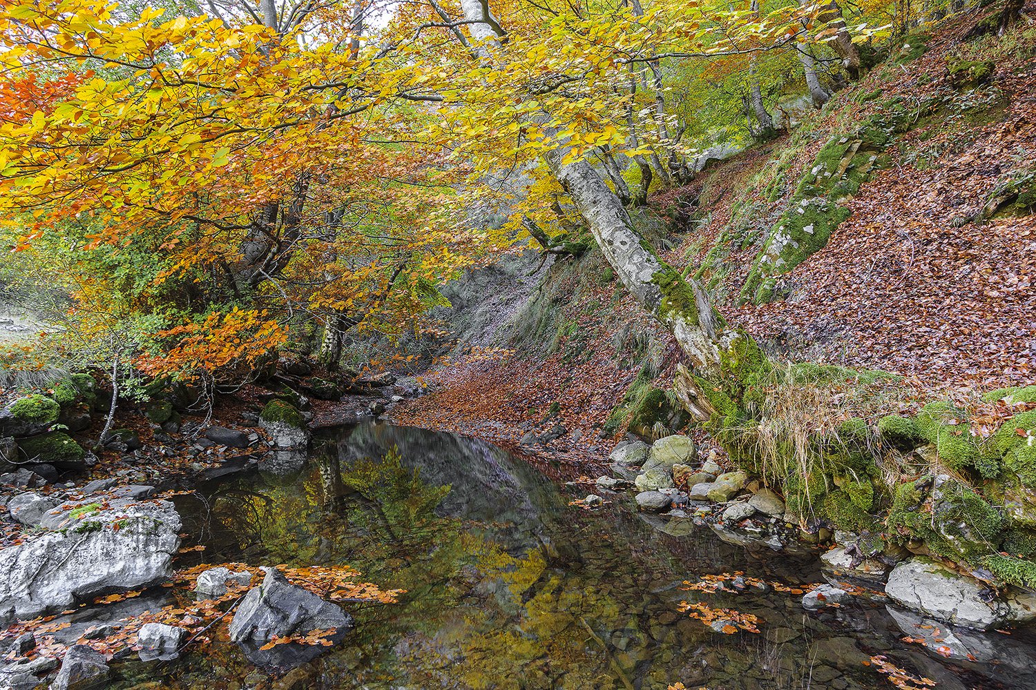 Reflejo de otoño.