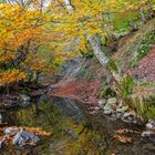 Reflejo de otoño.