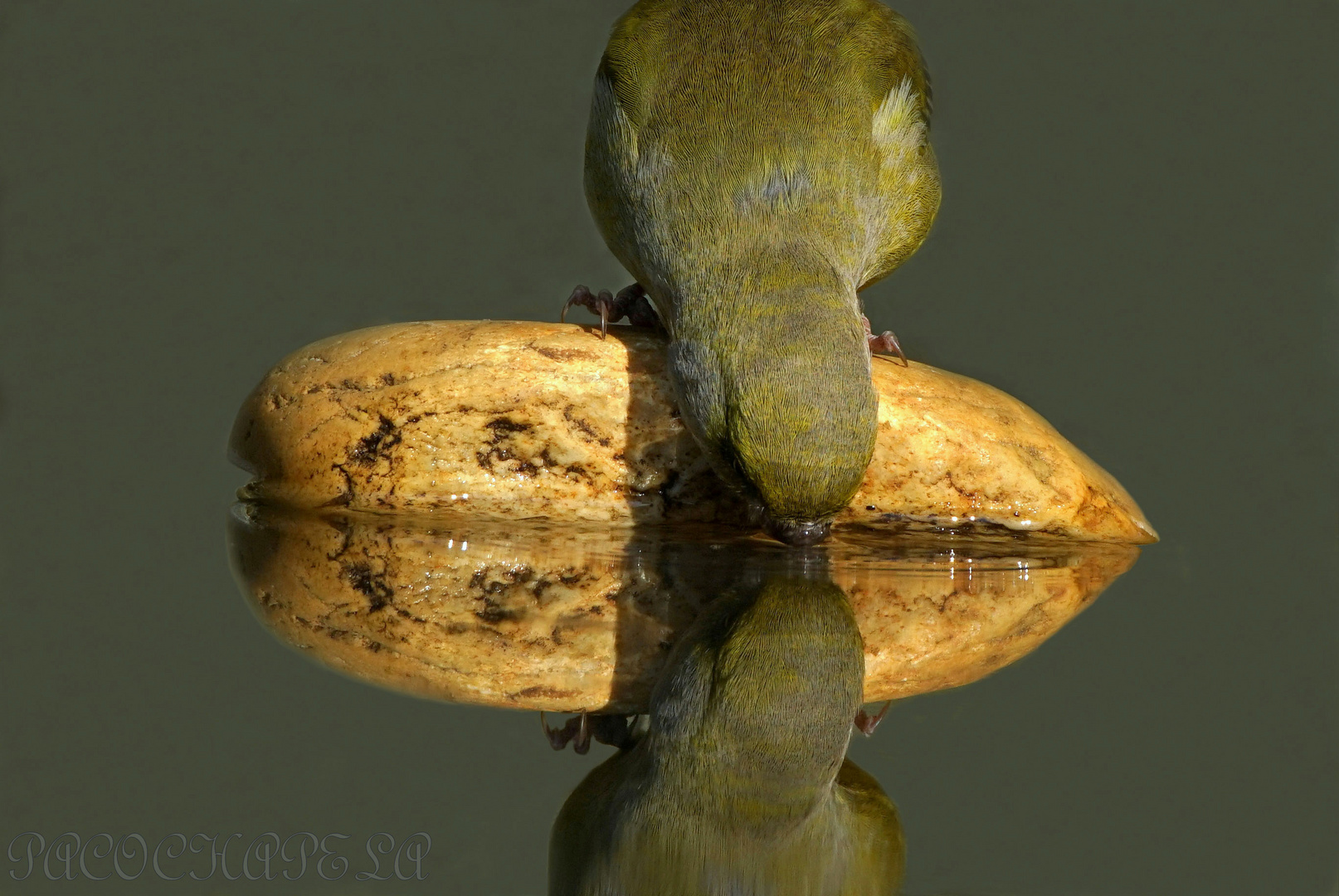 Reflejo de un Verderón