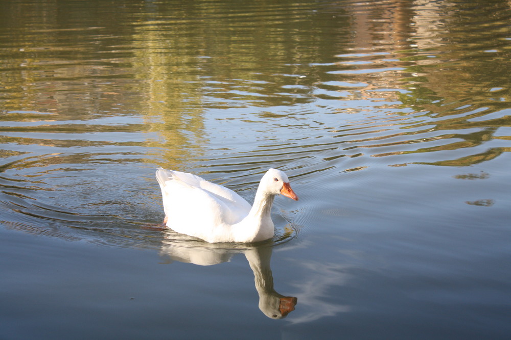 Reflejo deformado por ondas propias.