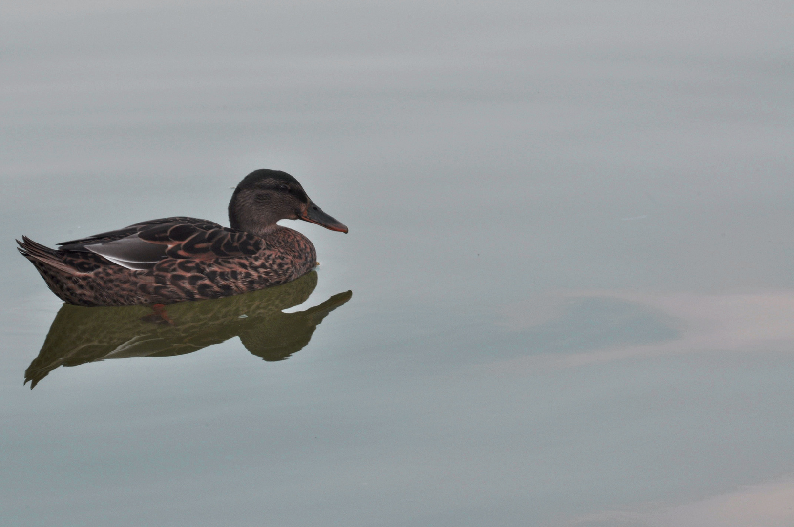 Reflejo del patito guapo....