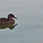 Reflejo del patito guapo....