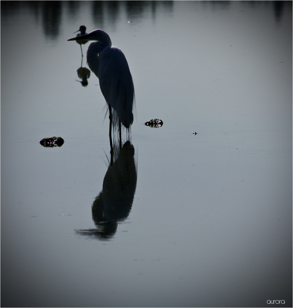 REFLEJO EN LA OBSCURIDAD