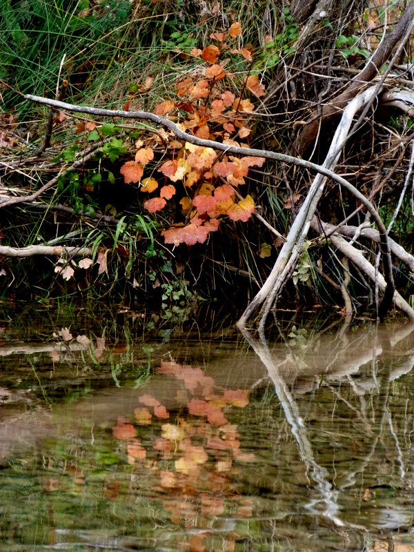 reflejo otoñal