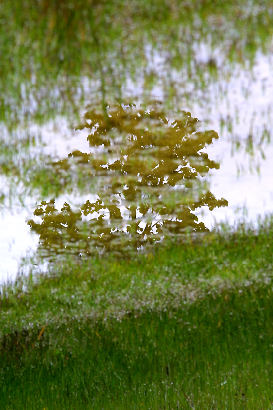 reflejo primaveral