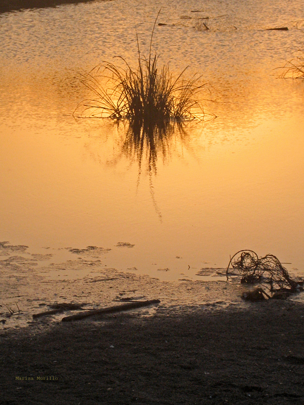 Reflejos