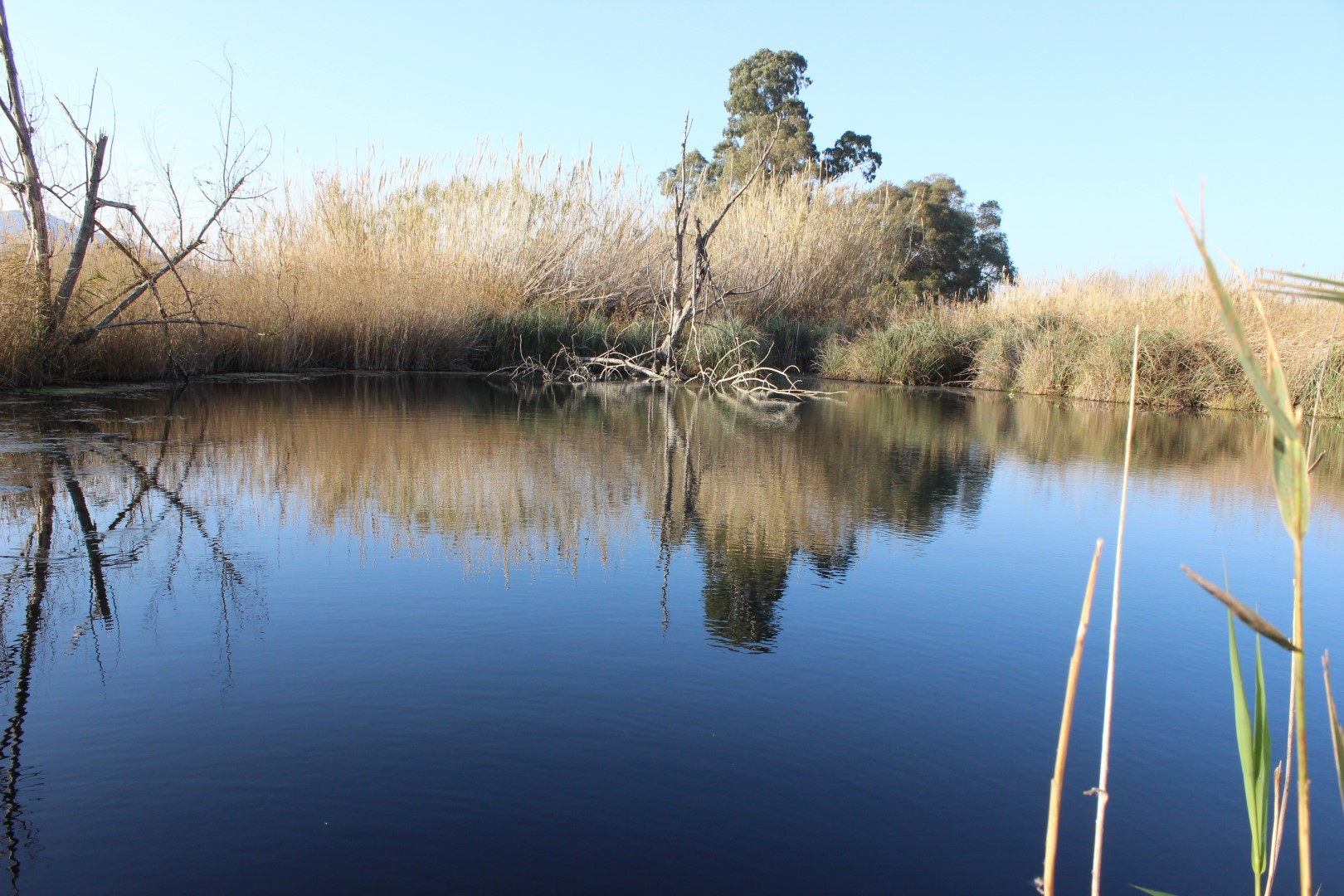 Reflejos